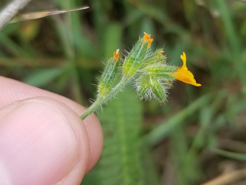 Bentflower Fiddleneck photo 3