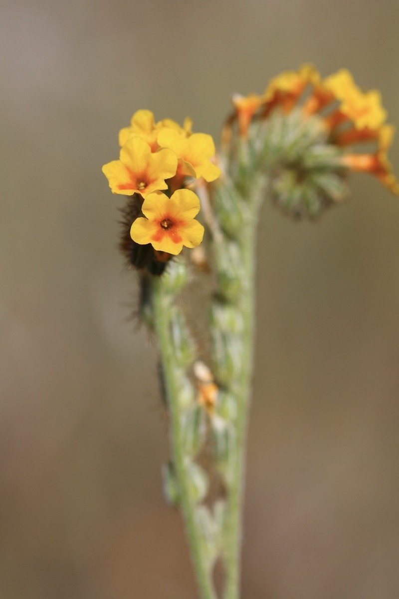 Bentflower Fiddleneck photo 4