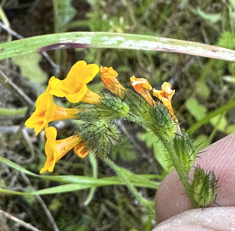 Bentflower Fiddleneck photo 5