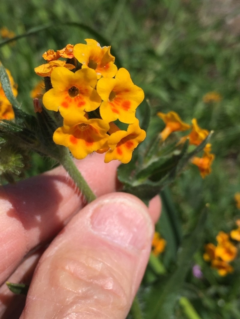 Bentflower Fiddleneck photo 6
