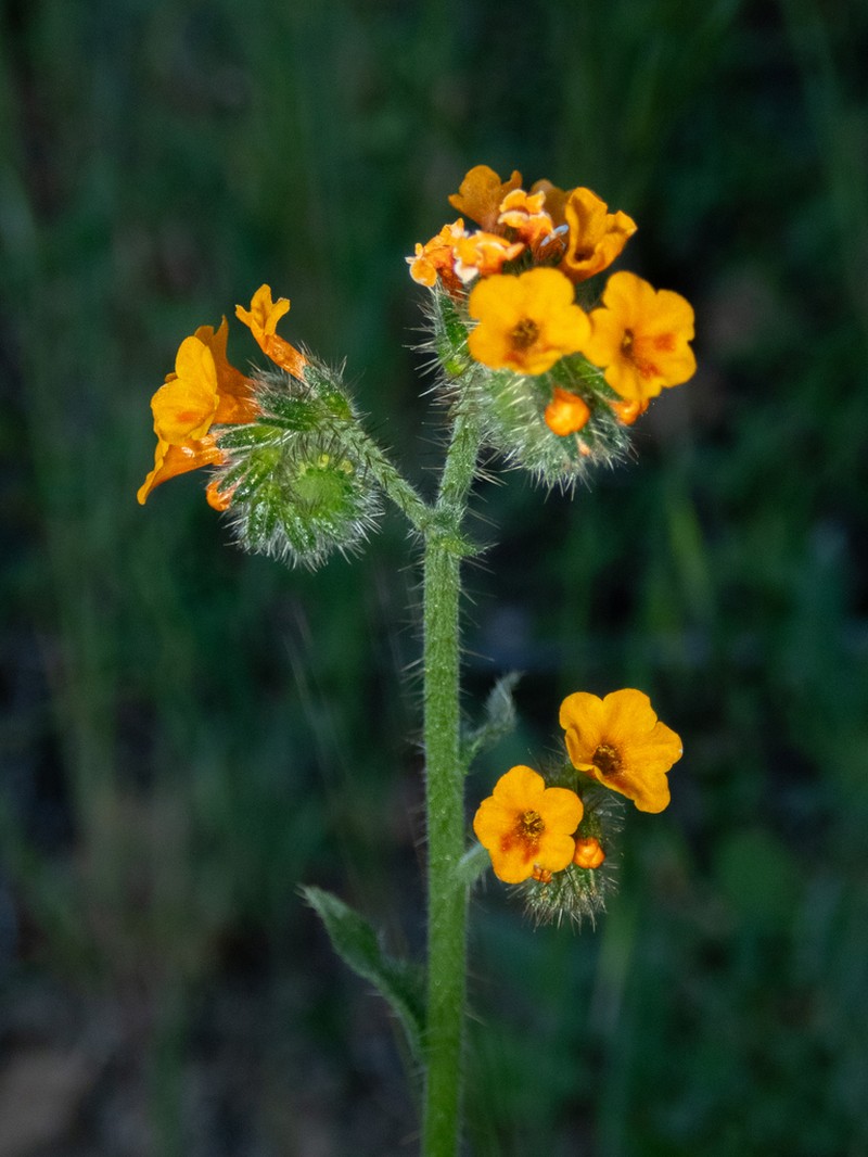 Bentflower Fiddleneck photo 7