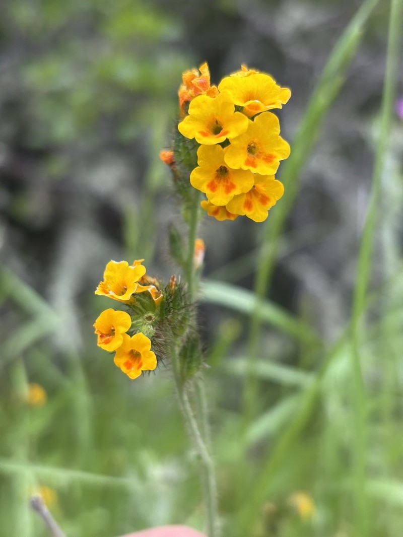 Bentflower Fiddleneck photo 8