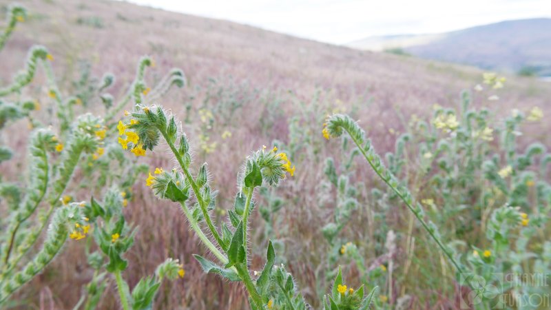Tarweed Fiddleneck