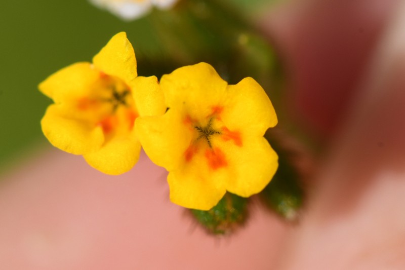 Tarweed Fiddleneck photo 3
