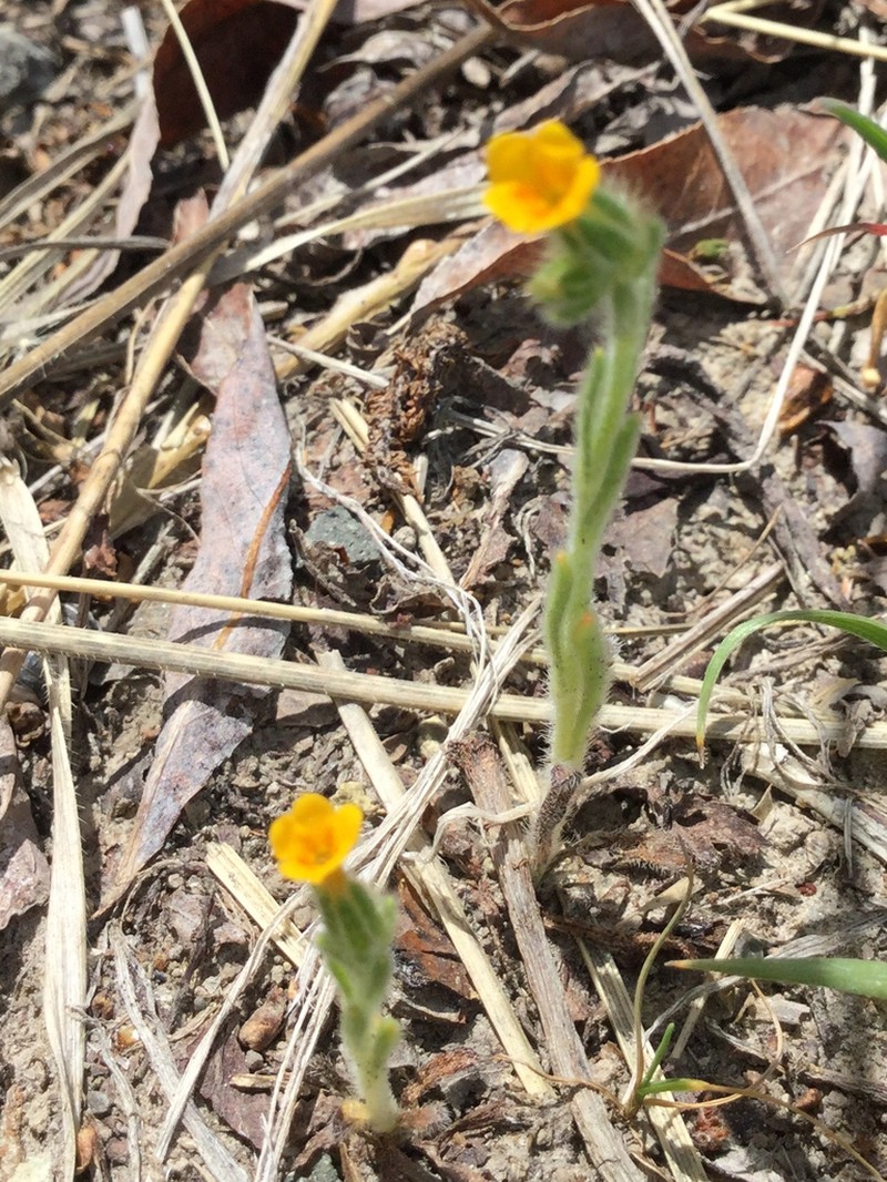 Tarweed Fiddleneck photo 4