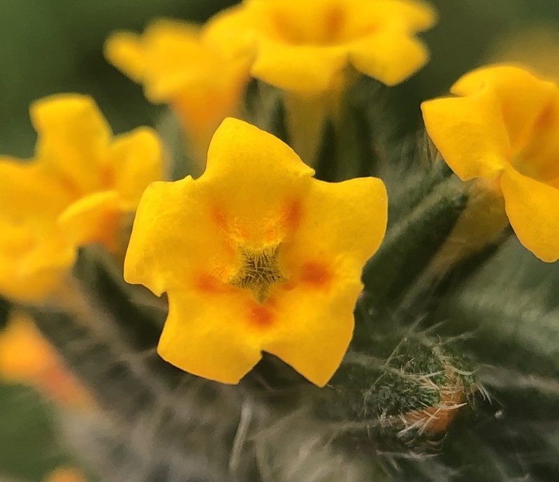 Tarweed Fiddleneck photo 5