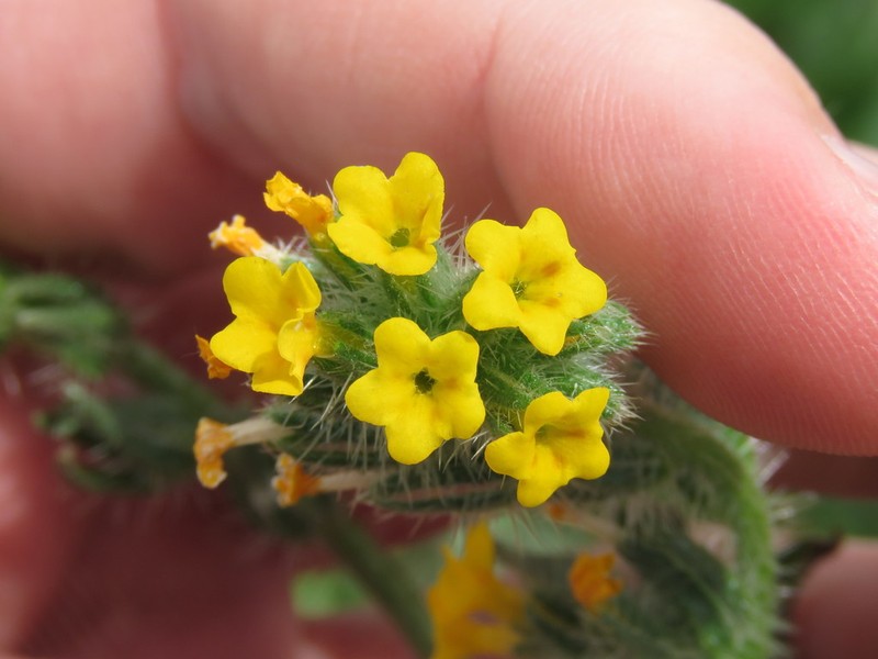 Tarweed Fiddleneck photo 6