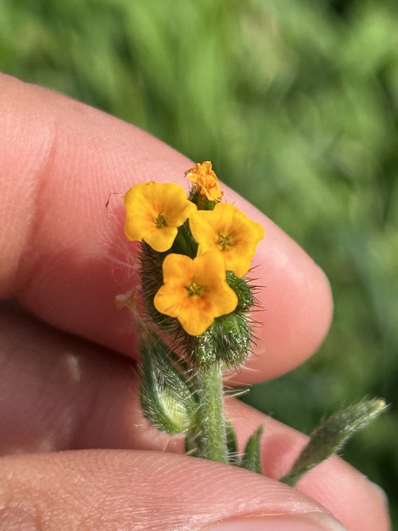 Tarweed Fiddleneck photo 7