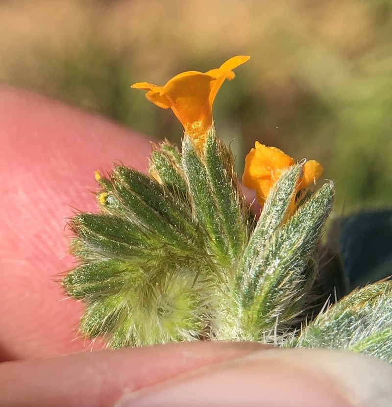 Tarweed Fiddleneck photo 8