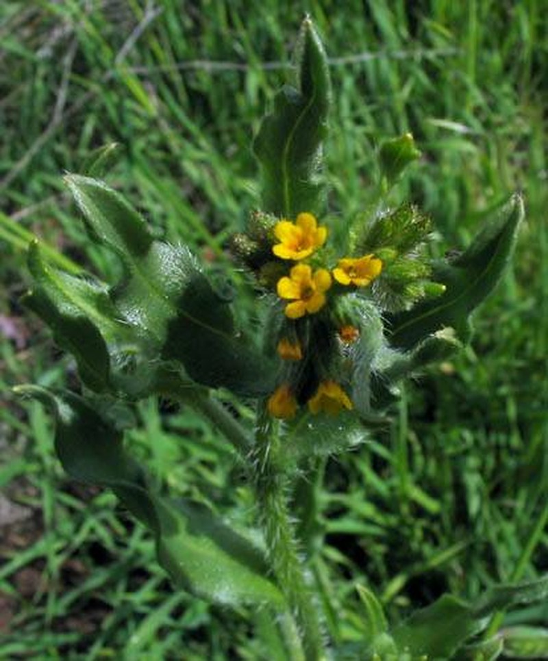 Menzies' Fiddleneck