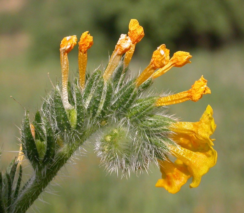 Menzies' Fiddleneck photo 2
