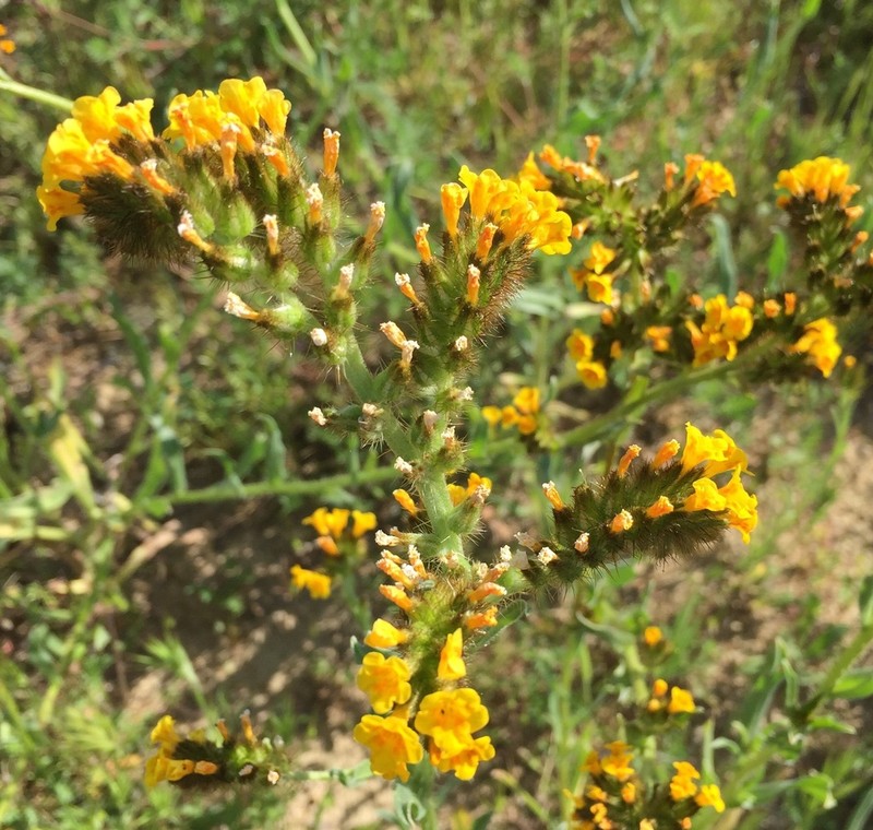 Menzies' Fiddleneck photo 3