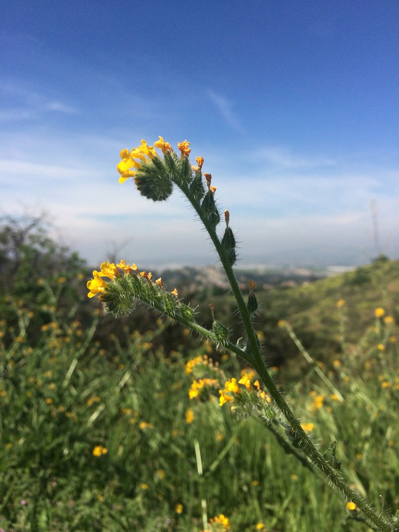 Menzies' Fiddleneck photo 4