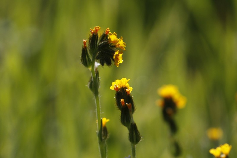 Menzies' Fiddleneck photo 5