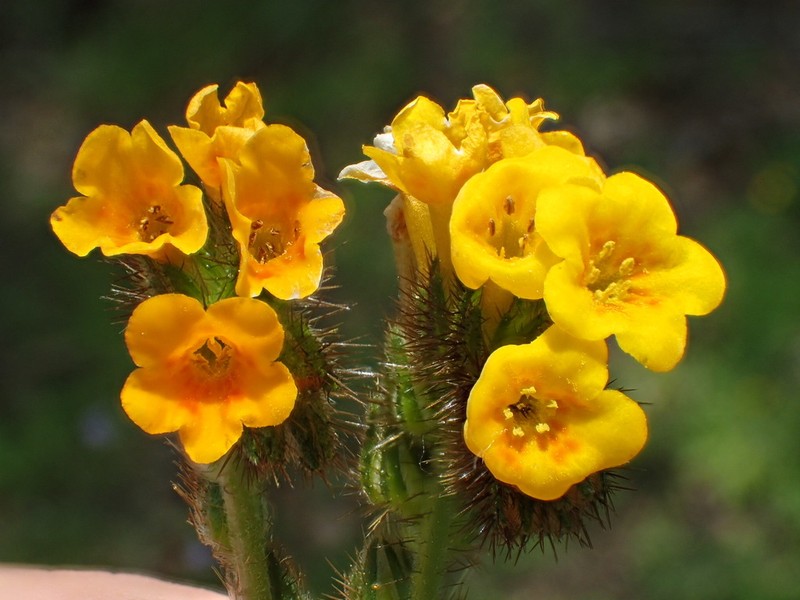 Menzies' Fiddleneck photo 6