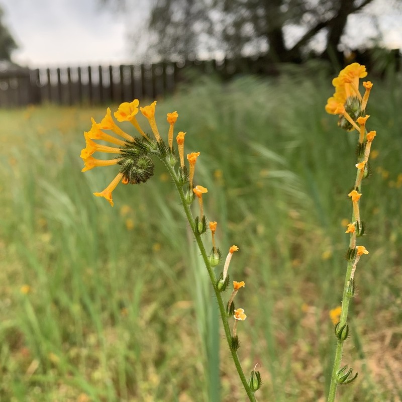 Menzies' Fiddleneck photo 7
