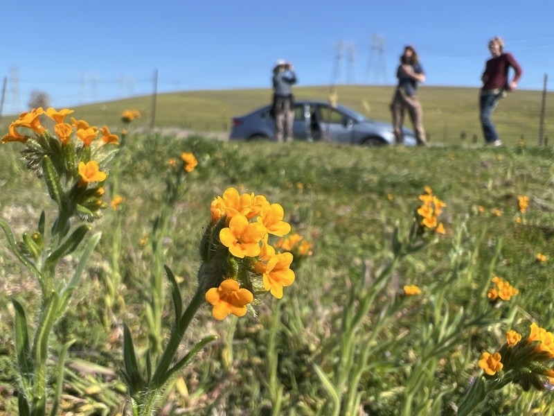 Menzies' Fiddleneck photo 8