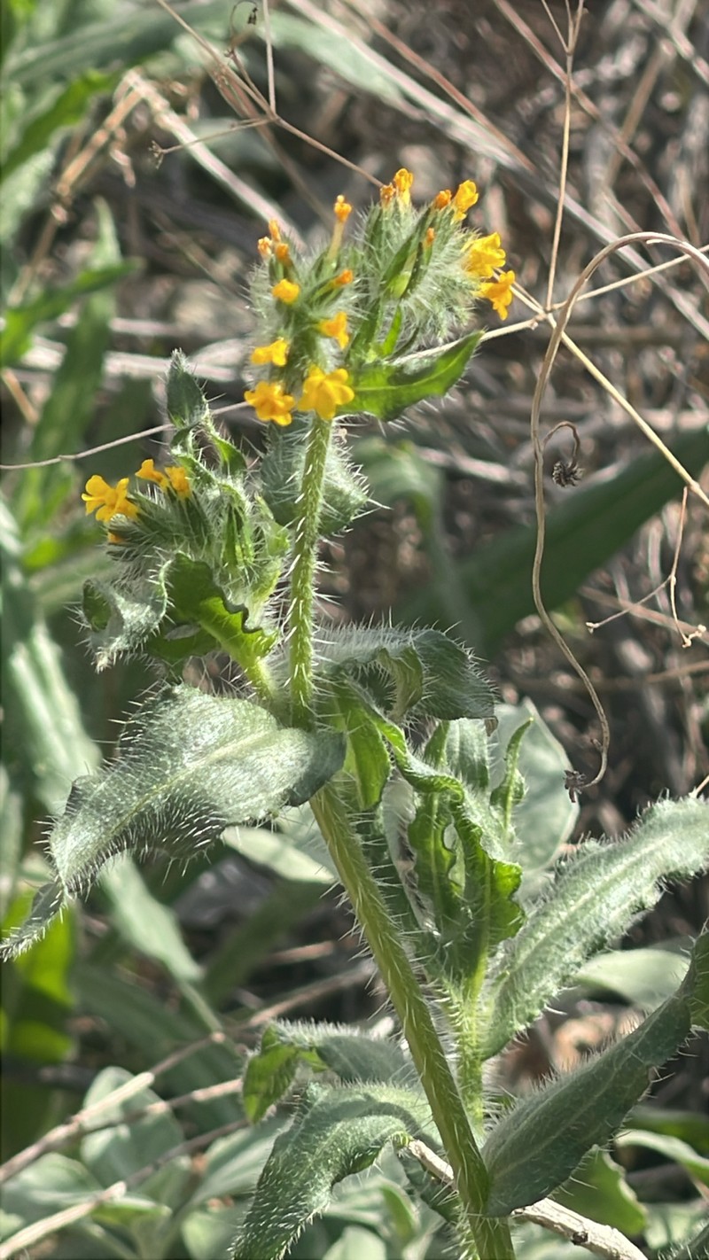 Amsinckia menziesii var. intermedia