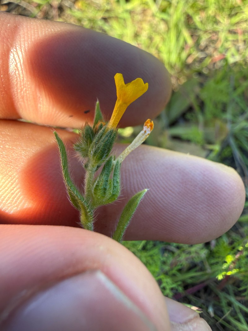 Amsinckia menziesii var. intermedia photo 2