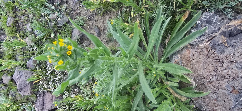 Amsinckia menziesii var. intermedia photo 3
