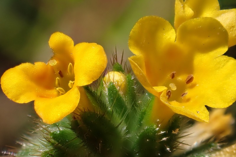 Amsinckia menziesii var. intermedia photo 4
