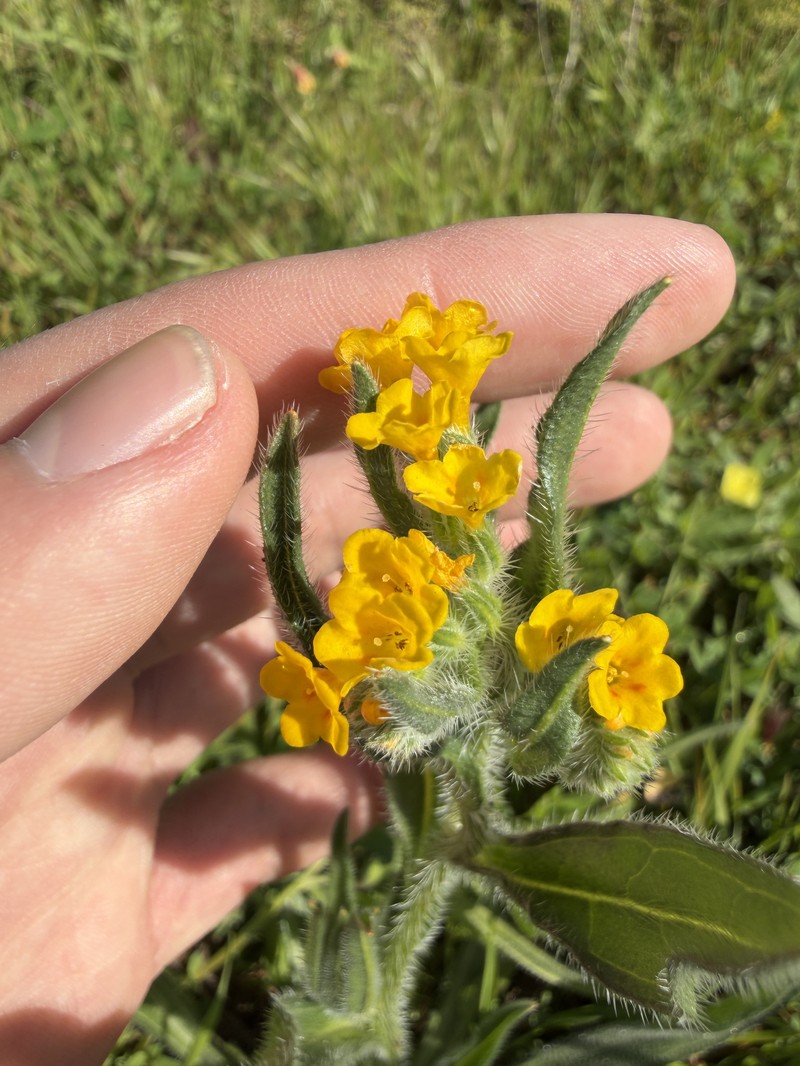 Amsinckia menziesii var. intermedia photo 5