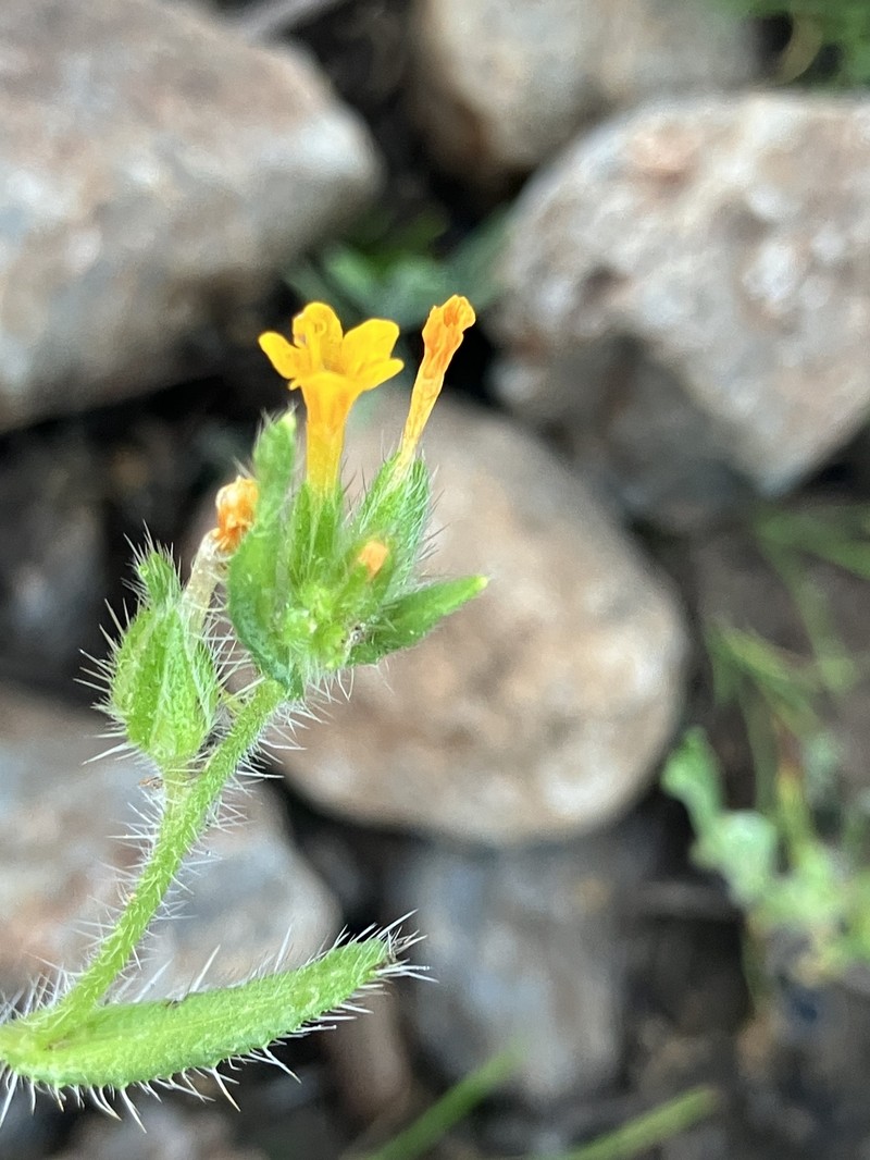 Amsinckia menziesii var. intermedia photo 6