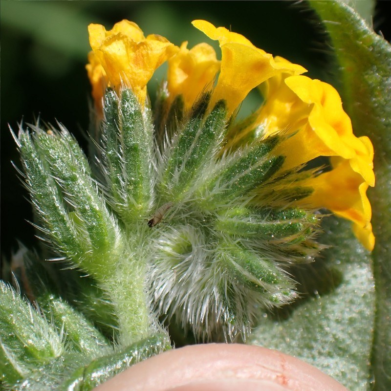 Amsinckia menziesii var. intermedia photo 7