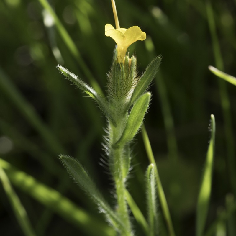 Amsinckia menziesii var. intermedia photo 8