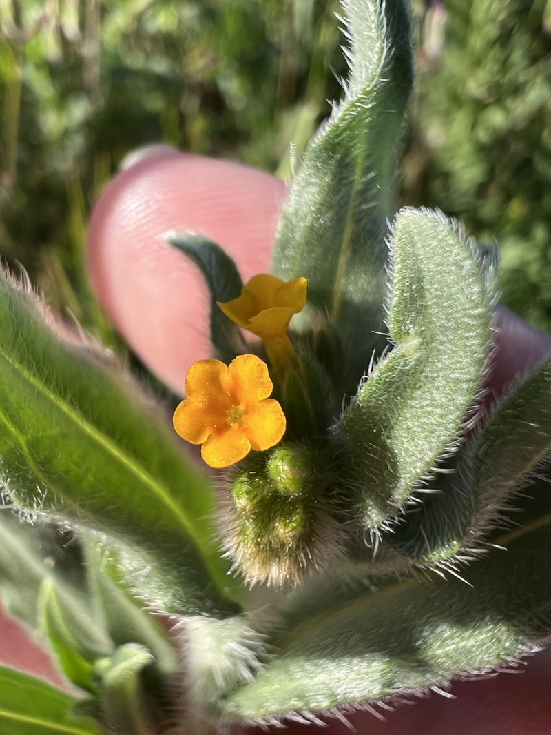 Amsinckia menziesii var. menziesii