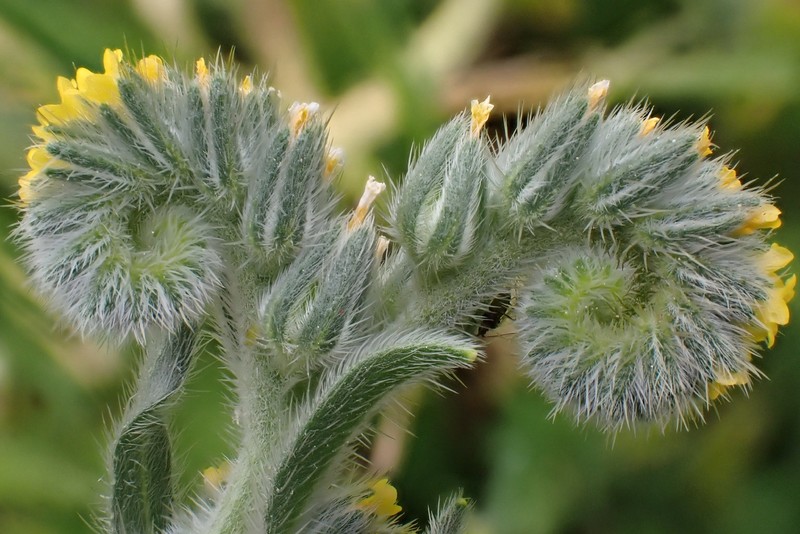 Amsinckia menziesii var. menziesii photo 2