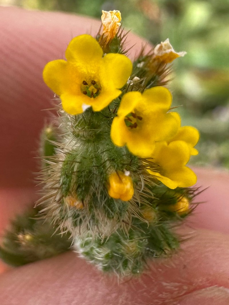 Amsinckia menziesii var. menziesii photo 3