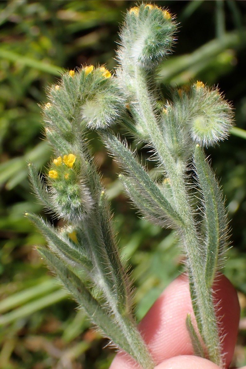 Amsinckia menziesii var. menziesii photo 4