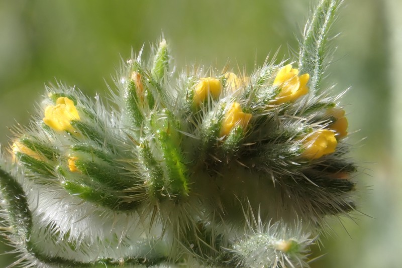 Amsinckia menziesii var. menziesii photo 5