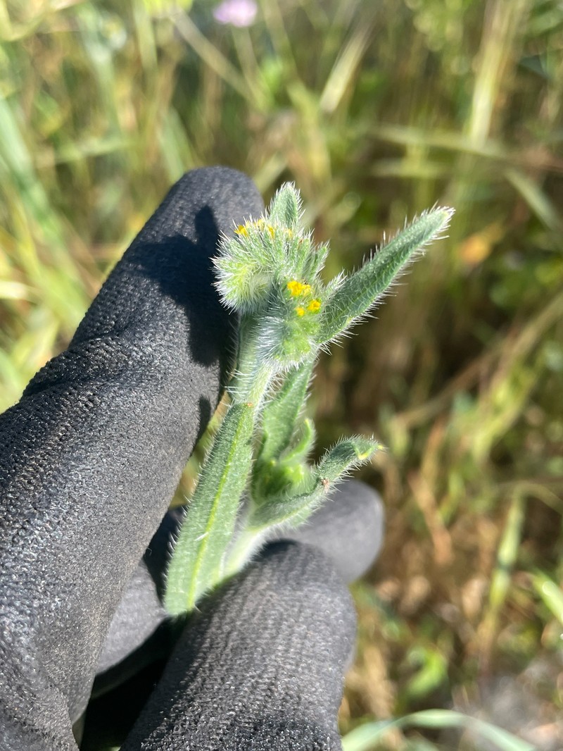 Amsinckia menziesii var. menziesii photo 6