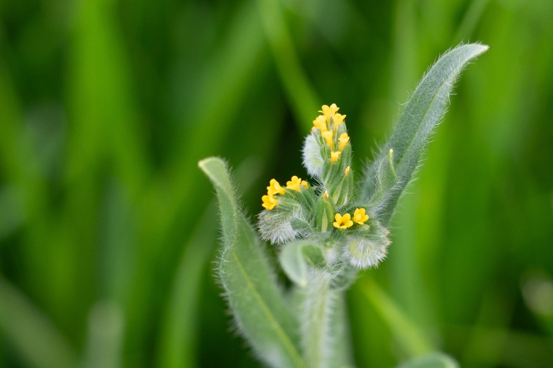 Amsinckia menziesii var. menziesii photo 7