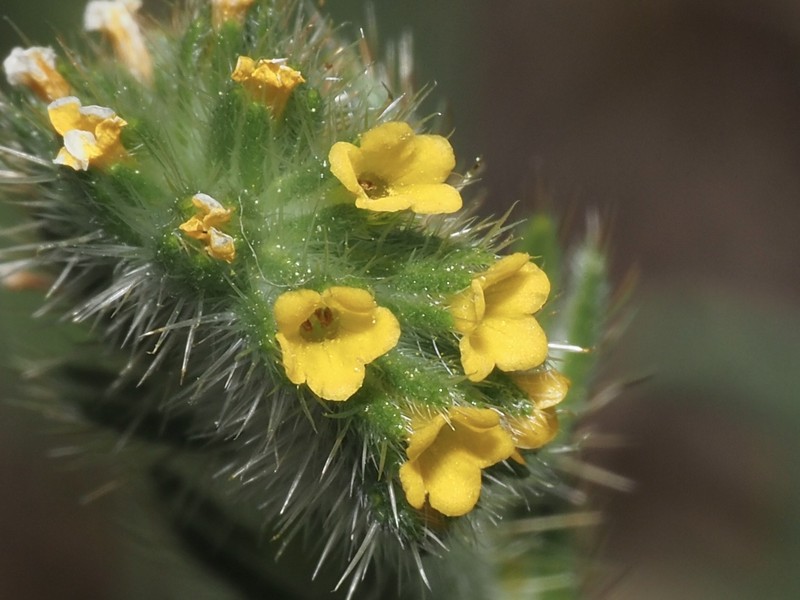 Amsinckia menziesii var. menziesii photo 8