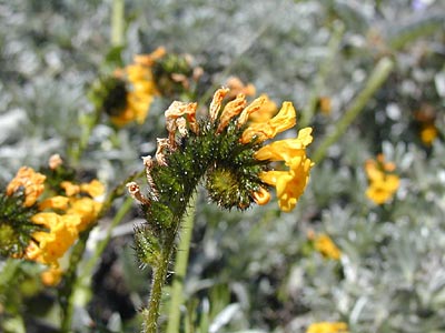 Woolly Breeches