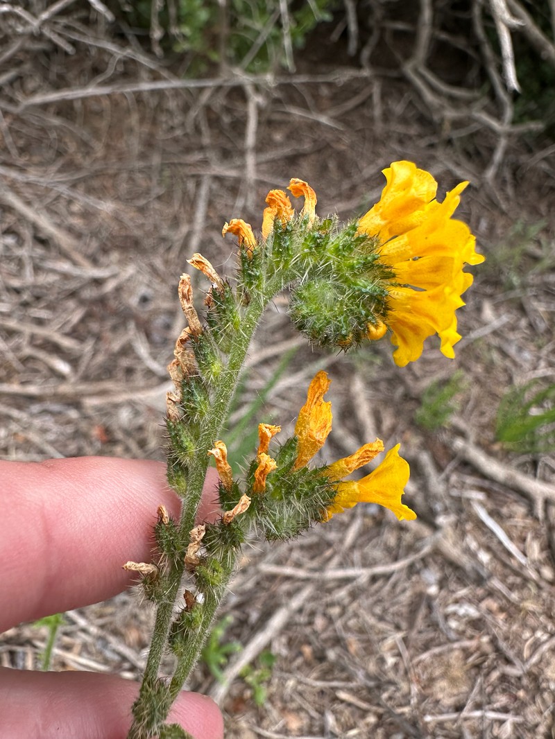 Amsinckia spectabilis var. microcarpa
