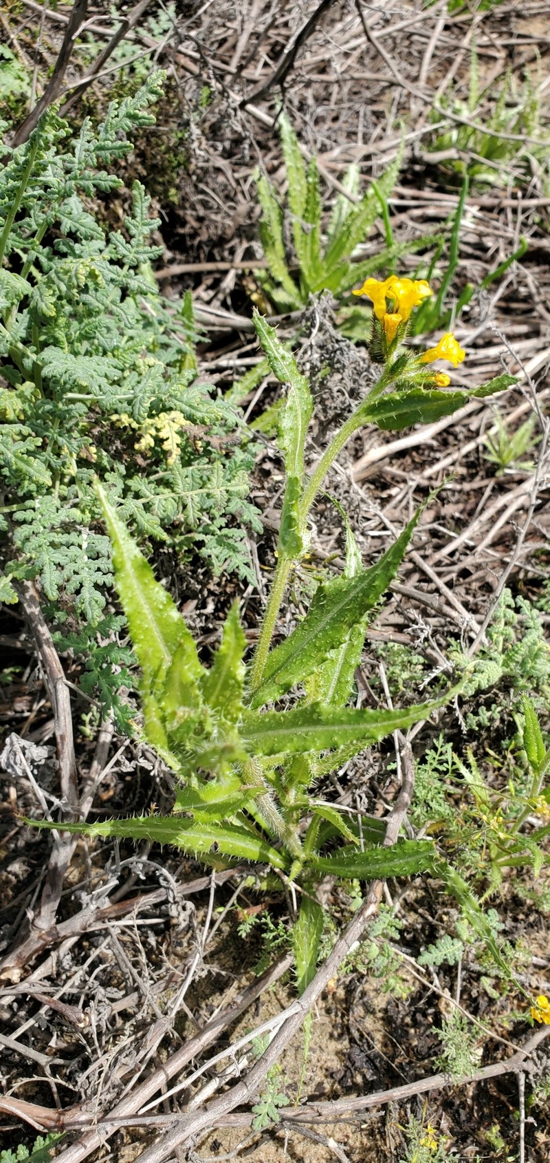 Amsinckia spectabilis var. microcarpa photo 2