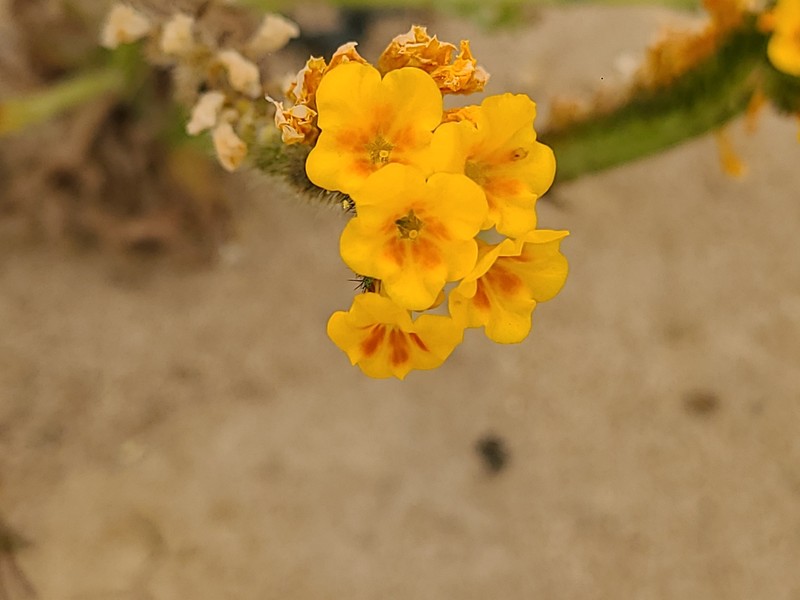 Amsinckia spectabilis var. microcarpa photo 3