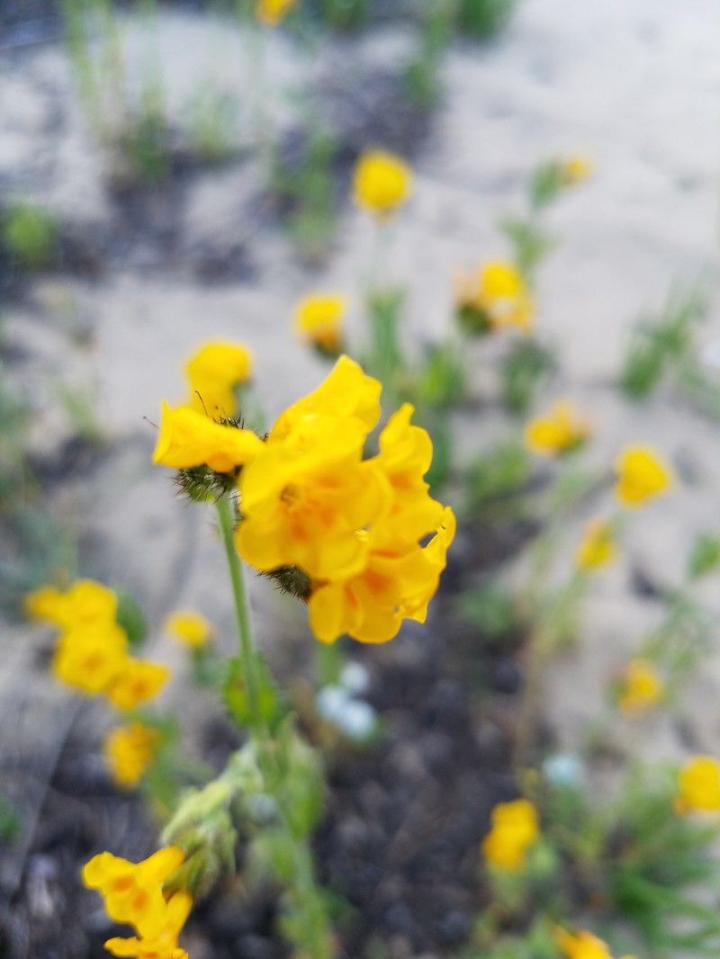 Amsinckia spectabilis var. microcarpa photo 4