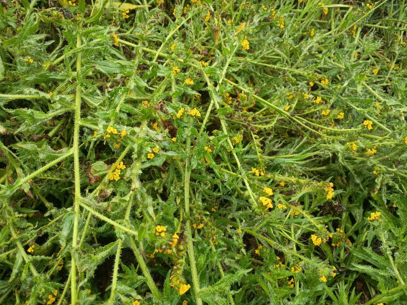Amsinckia spectabilis var. spectabilis