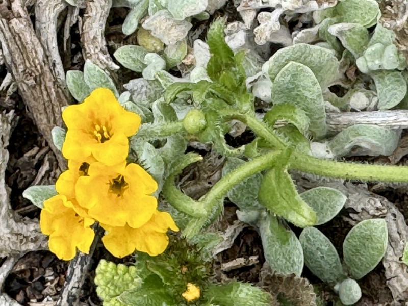 Amsinckia spectabilis var. spectabilis photo 2