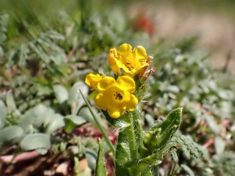 Amsinckia spectabilis var. spectabilis photo 3