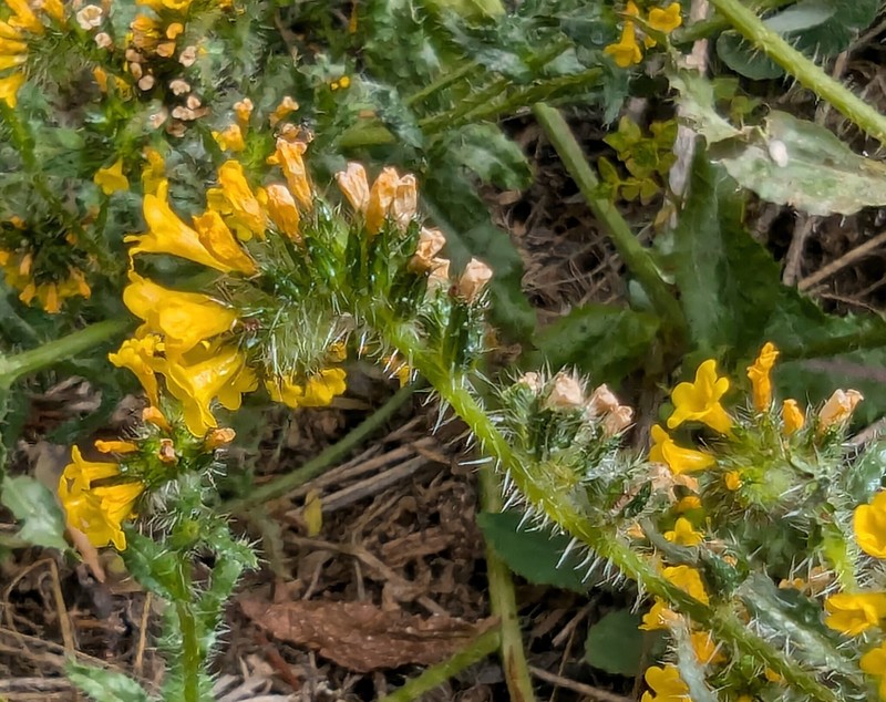 Amsinckia spectabilis var. spectabilis photo 4