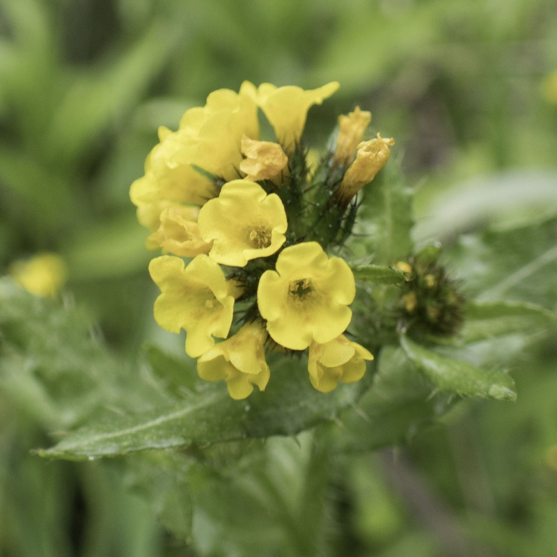 Amsinckia spectabilis var. spectabilis photo 5