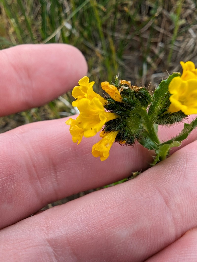 Amsinckia spectabilis var. spectabilis photo 6