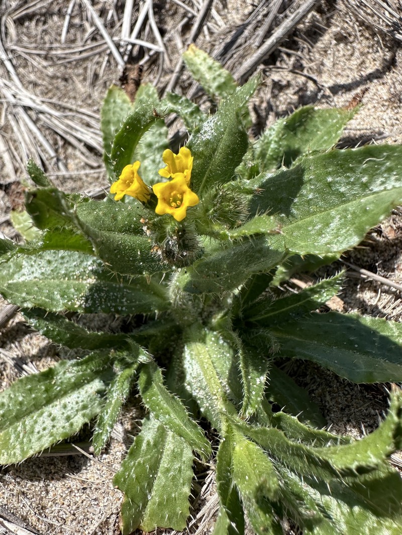 Amsinckia spectabilis var. spectabilis photo 7