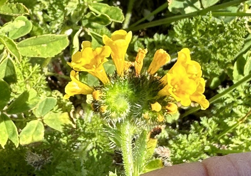 Amsinckia spectabilis var. spectabilis photo 8